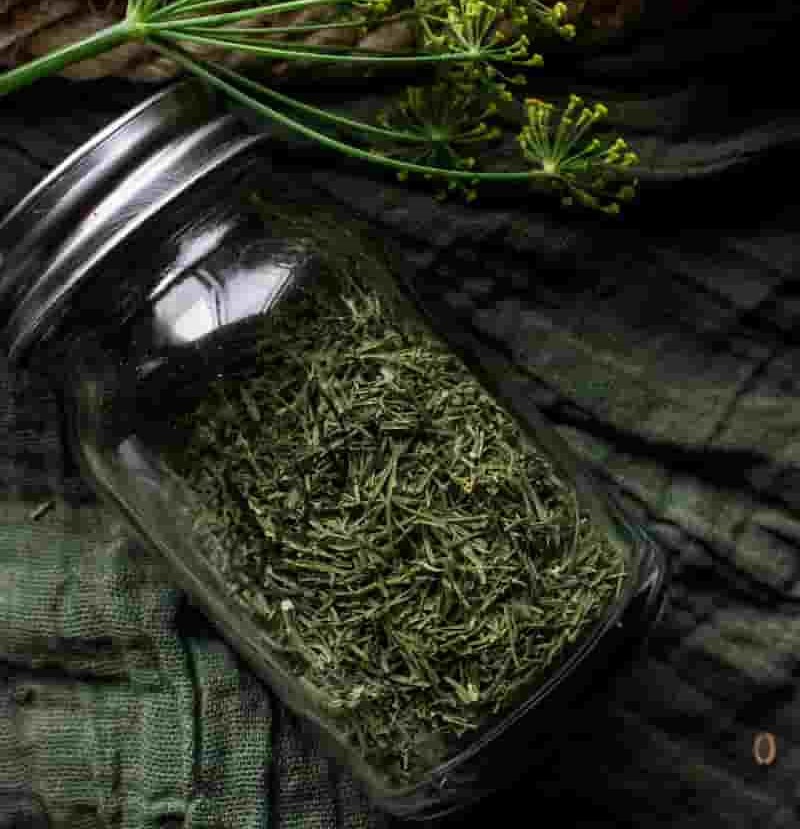 تصویر 3 از شوید خشک ارگانیک تهیه شده از مزارع سالم و باکیفیت